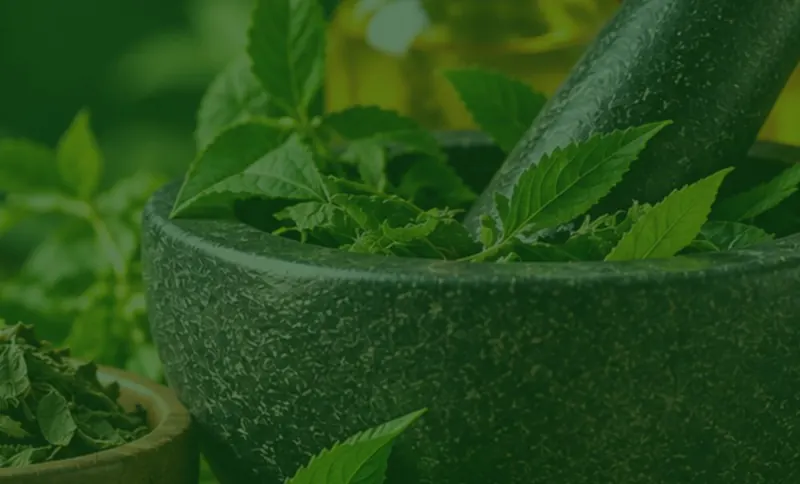 Fresh green herbs in a stone mortar